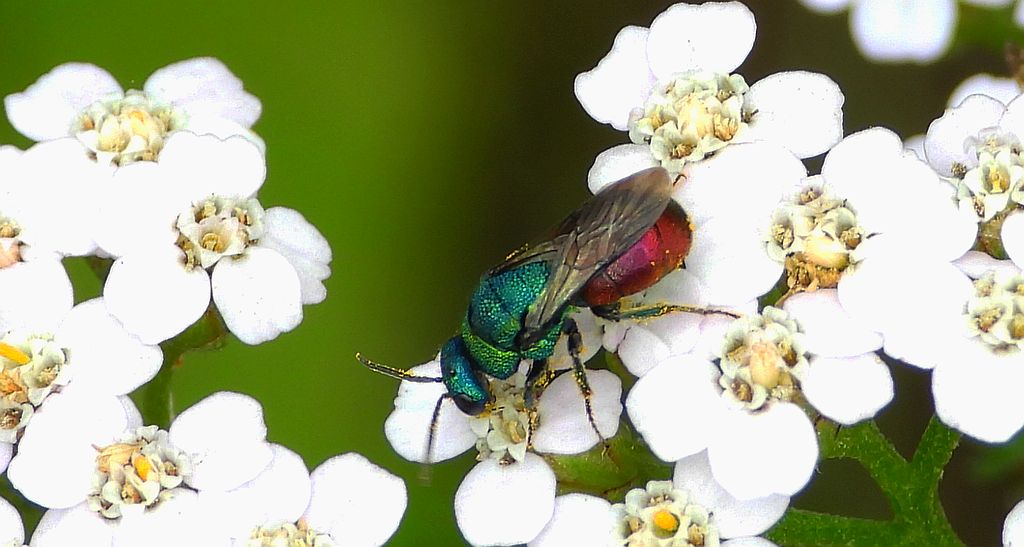 Powabnica piaskowa (Hedychrum nobile)