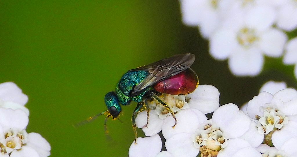 Powabnica piaskowa (Hedychrum nobile)