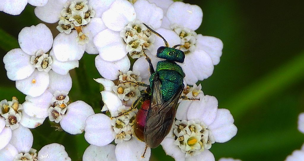 Powabnica piaskowa (Hedychrum nobile)