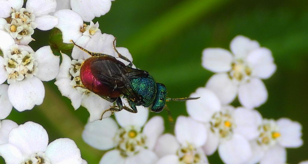 Powabnica piaskowa (Hedychrum nobile)