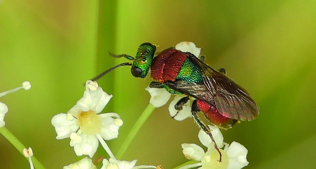Powabnica piaskowa (Hedychrum nobile)