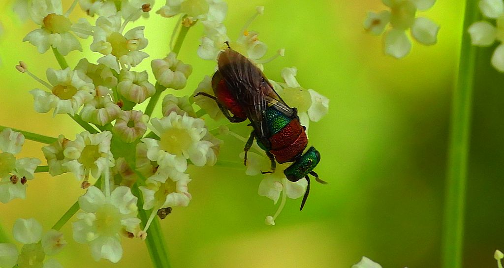 Powabnica piaskowa (Hedychrum nobile)