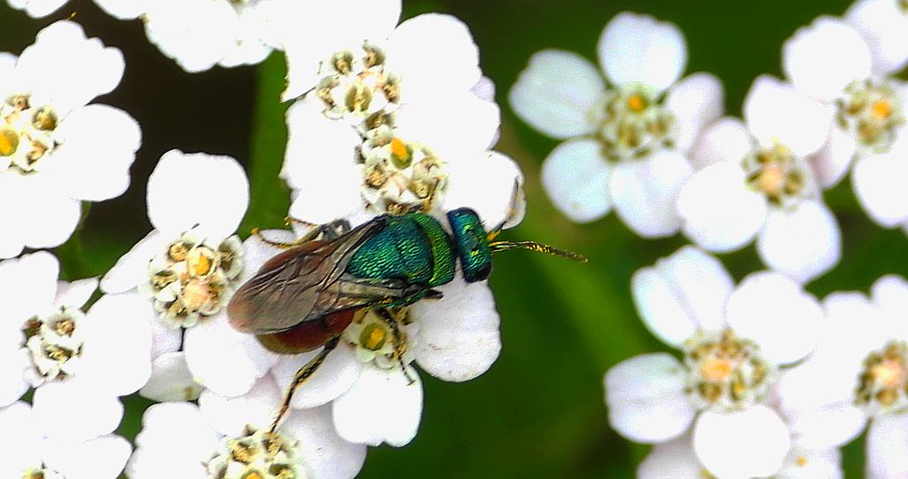Powabnica piaskowa (Hedychrum nobile)