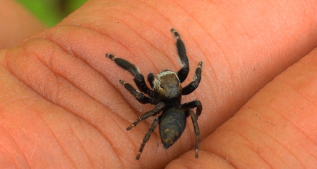 Pyrgun nazielny (Evarcha arcuata)