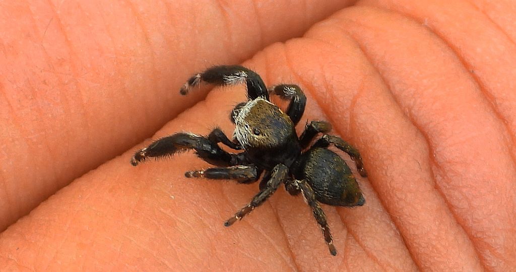 Pyrgun nazielny (Evarcha arcuata)