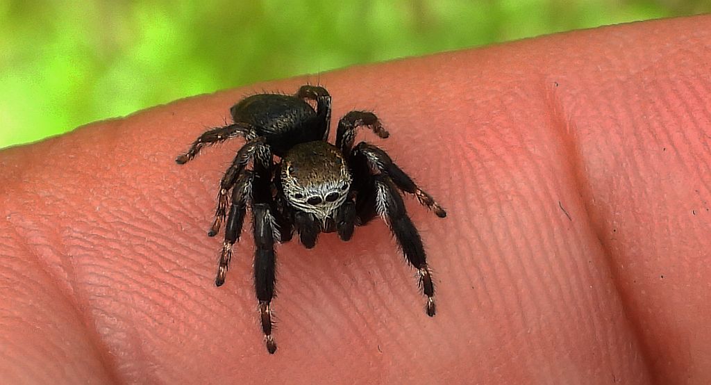 Pyrgun nazielny (Evarcha arcuata)