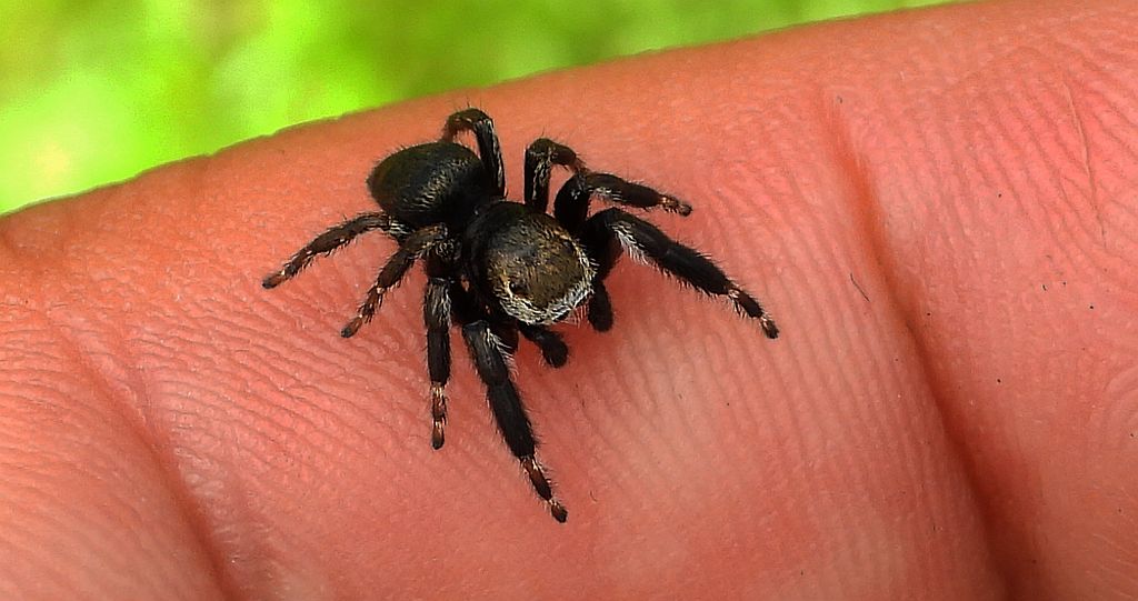 Pyrgun nazielny (Evarcha arcuata)