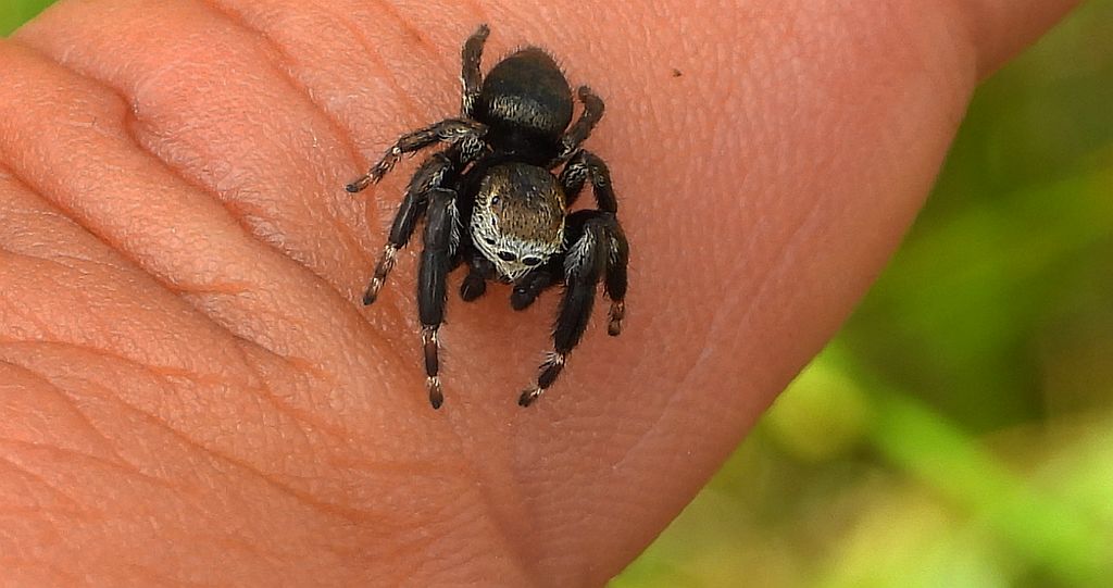 Pyrgun nazielny (Evarcha arcuata)