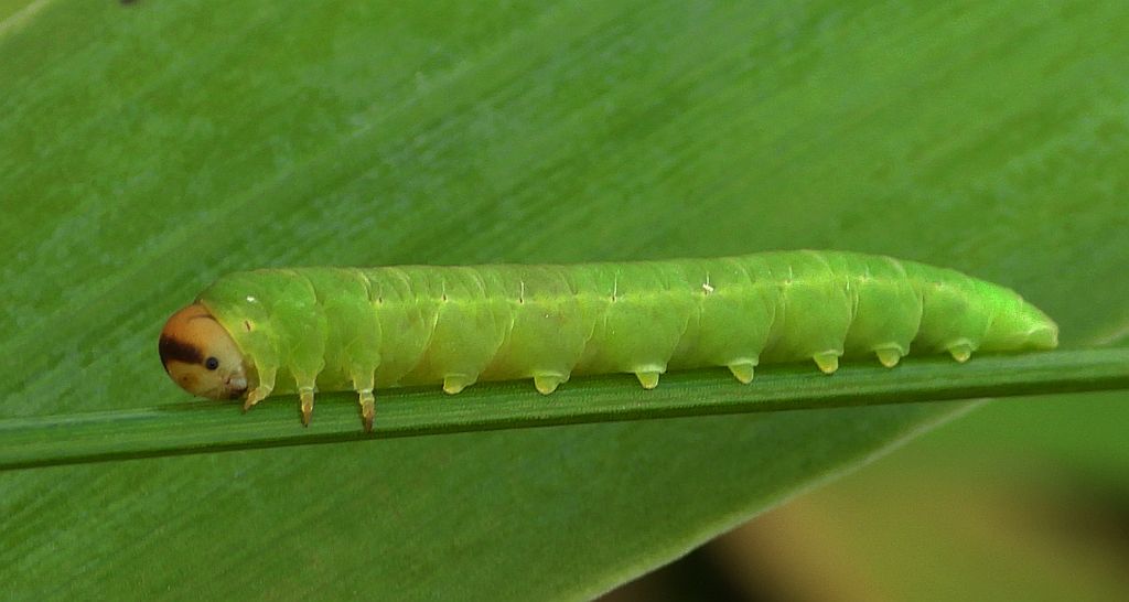 Pilarzowaty (Tenthredinidae)