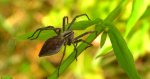 Darownik przedziwny (Pisaura mirabilis)