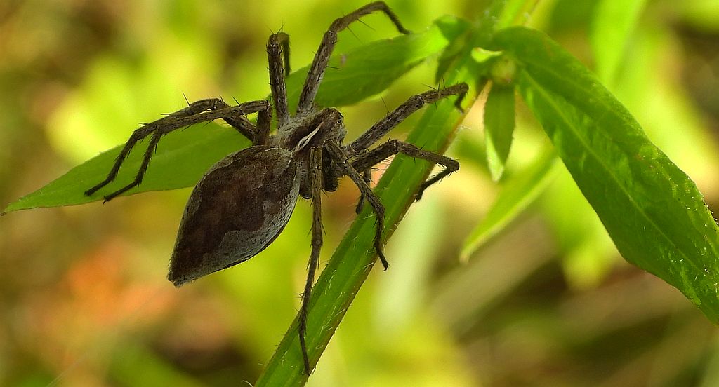Darownik przedziwny (Pisaura mirabilis)