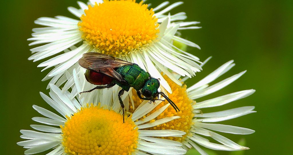 Powabniczek czerwonatka (Hedychridium roseum)