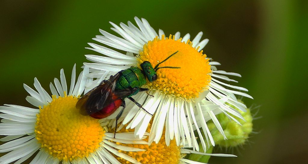Powabniczek czerwonatka (Hedychridium roseum)