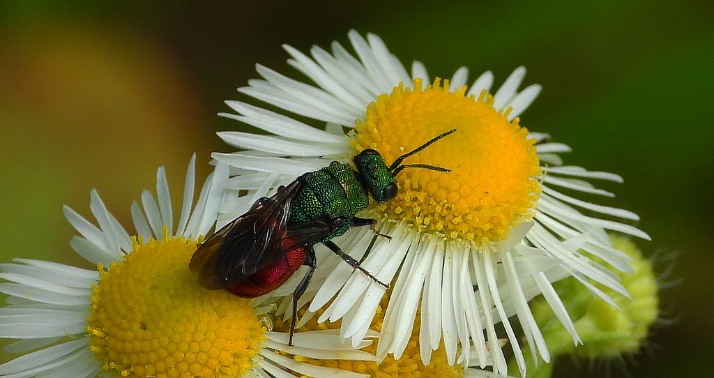 Powabniczek czerwonatka (Hedychridium roseum)