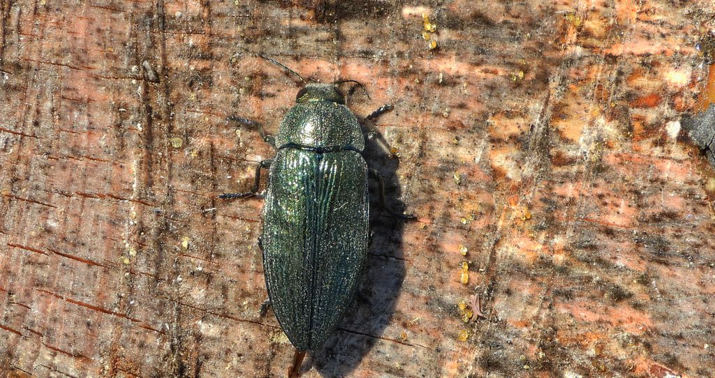 Bogatek wiejski (Buprestis rustica) lub bogatek spiżowy (Buprestis haemorrhoidalis)