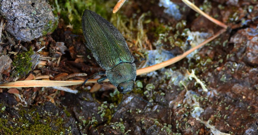 Bogatek wiejski (Buprestis rustica) lub bogatek spiżowy (Buprestis haemorrhoidalis)