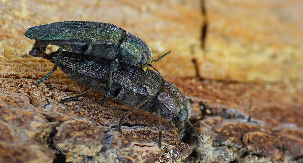 Bogatek wiejski (Buprestis rustica) lub bogatek spiżowy (Buprestis haemorrhoidalis)