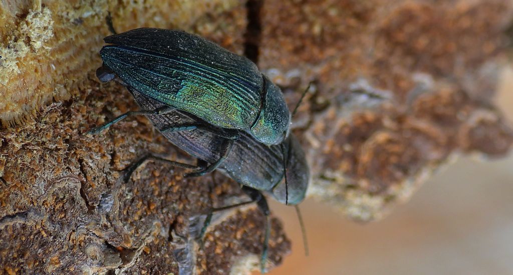 Bogatek wiejski (Buprestis rustica) lub bogatek spiżowy (Buprestis haemorrhoidalis)