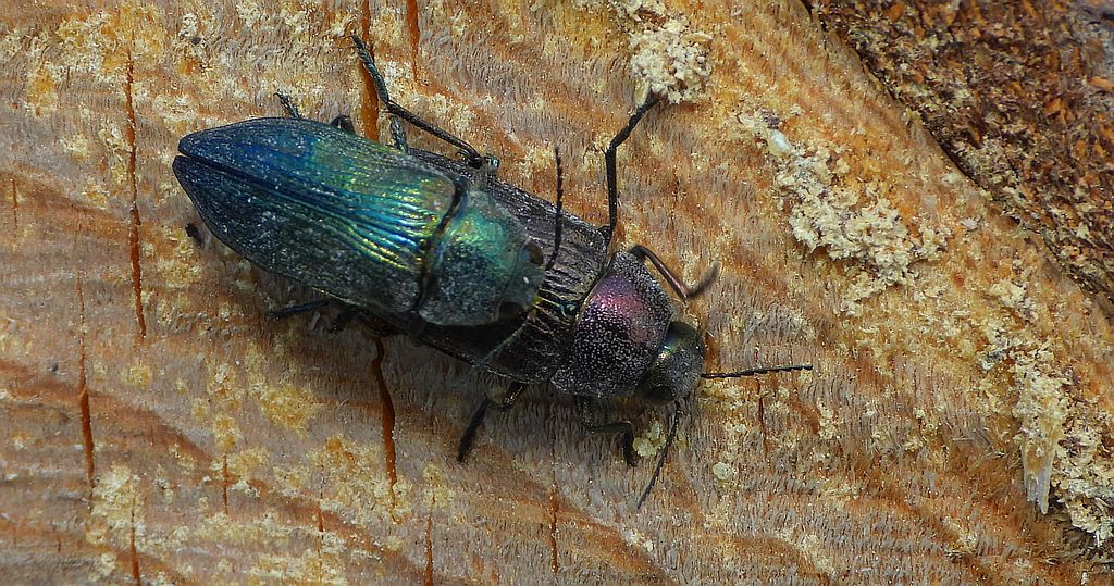 Bogatek wiejski (Buprestis rustica) lub bogatek spiżowy (Buprestis haemorrhoidalis)