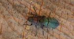 Bogatek wiejski (Buprestis rustica) lub bogatek spiżowy (Buprestis haemorrhoidalis)