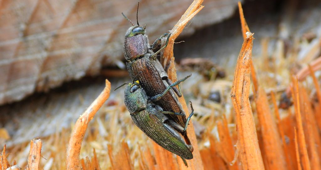 Bogatek wiejski (Buprestis rustica) lub bogatek spiżowy (Buprestis haemorrhoidalis)