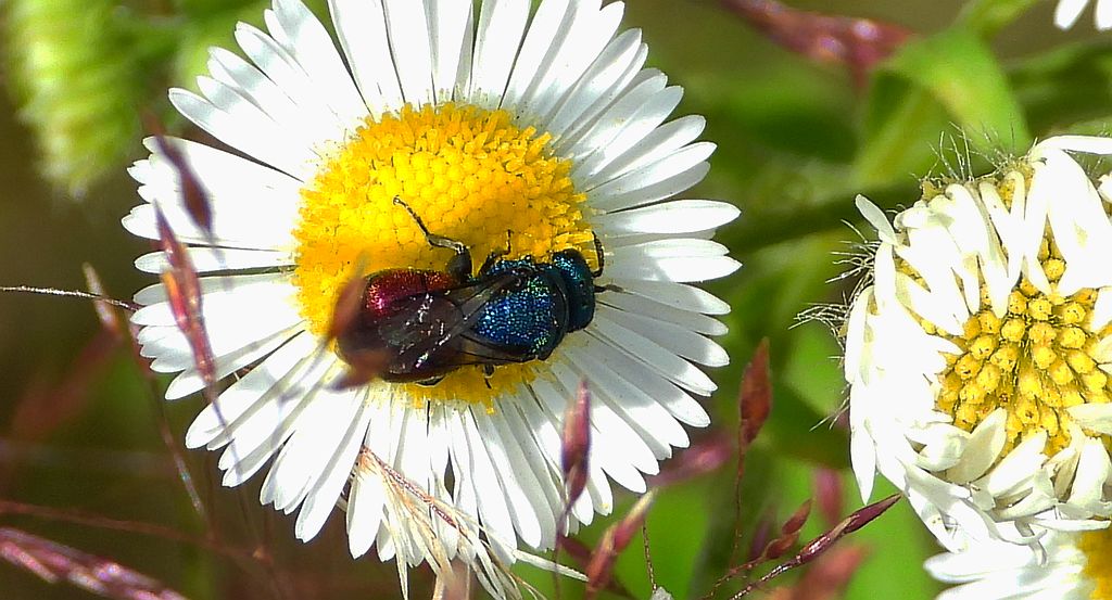 Powabniczek czerwonatka (Hedychridium roseum)
