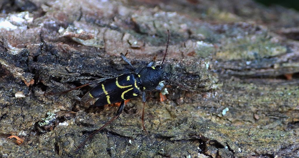 Drzeworadek dębowy (Xylotrechus antilope)