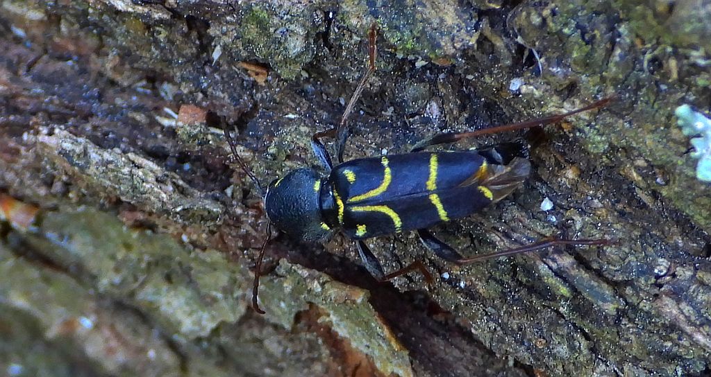 Drzeworadek dębowy (Xylotrechus antilope)
