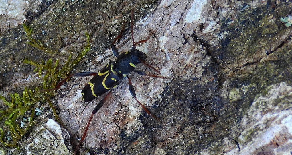 Drzeworadek dębowy (Xylotrechus antilope)