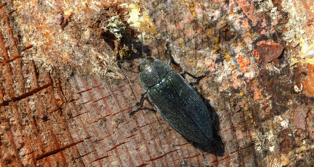 Bogatek wiejski (Buprestis rustica) lub bogatek spiżowy (Buprestis haemorrhoidalis)