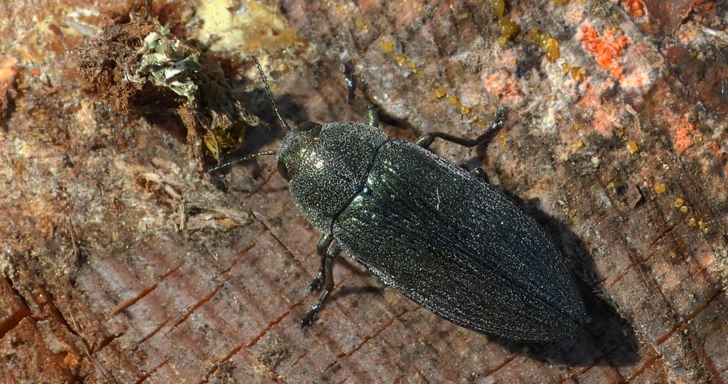 Bogatek wiejski (Buprestis rustica) lub bogatek spiżowy (Buprestis haemorrhoidalis)