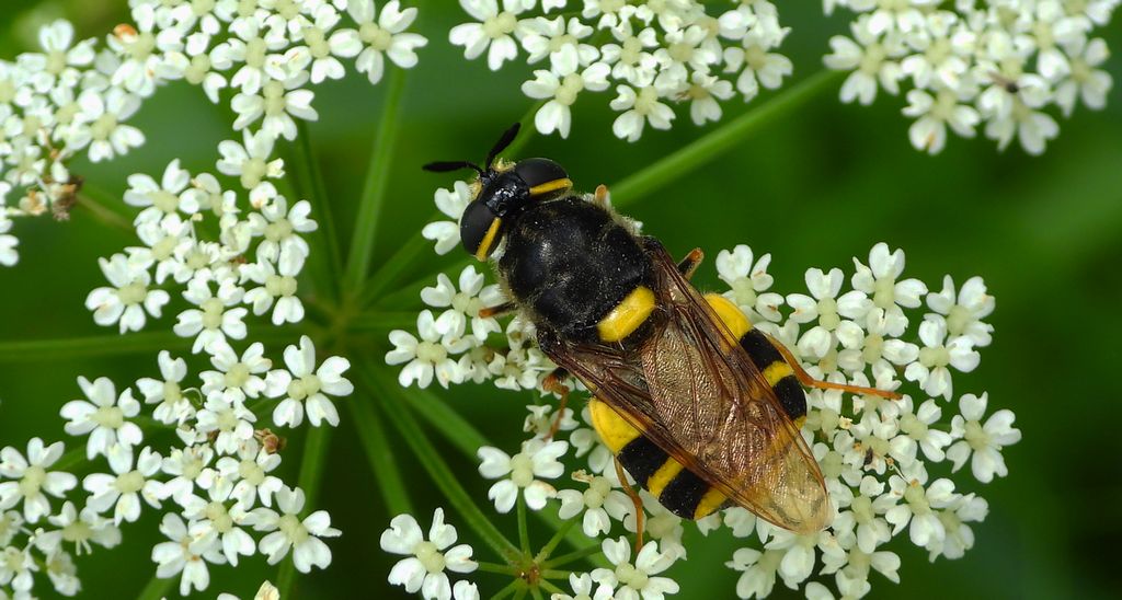 Zmrużek płaskobrzuchy (Stratiomys potamida)
