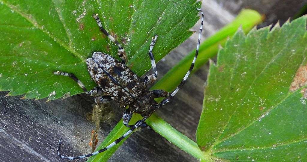 Rogatek ciemny (Aegomorphus obscurior)