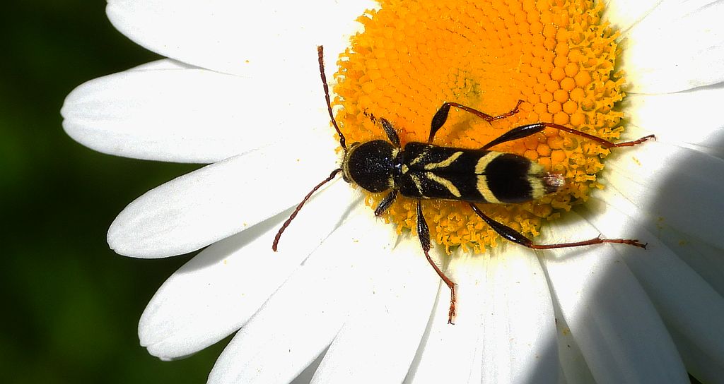 Biegowiec klonowy (Cyrtoclytus capra)