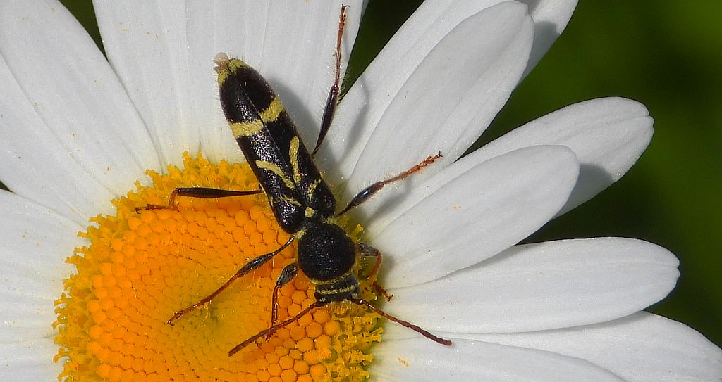 Biegowiec klonowy (Cyrtoclytus capra)