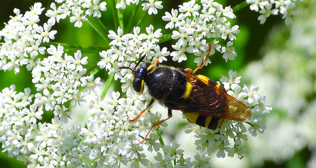 Zmrużek płaskobrzuchy (Stratiomys potamida)