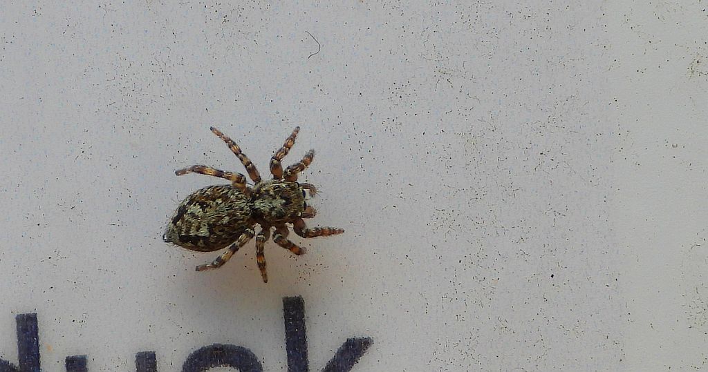 Skoczek ściennik (Attulus terebratus)