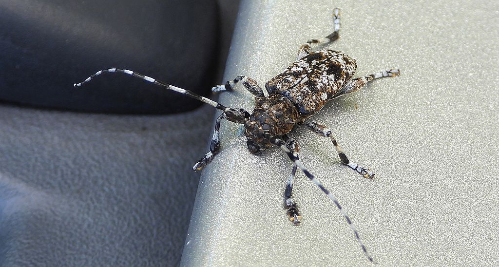 Rogatek ciemny (Aegomorphus obscurior)