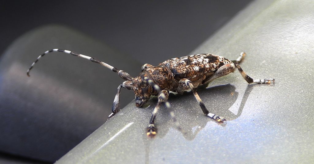 Rogatek ciemny (Aegomorphus obscurior)