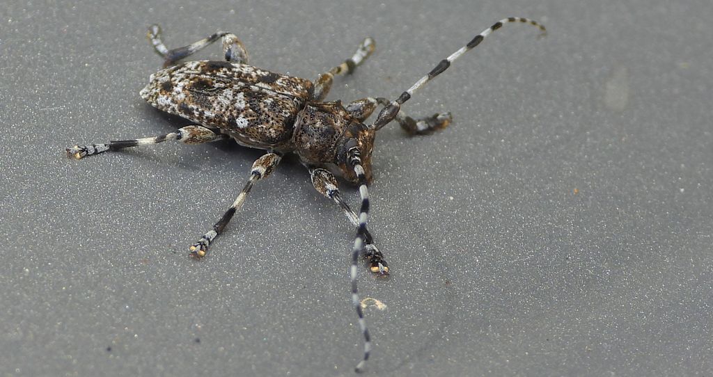 Rogatek ciemny (Aegomorphus obscurior)