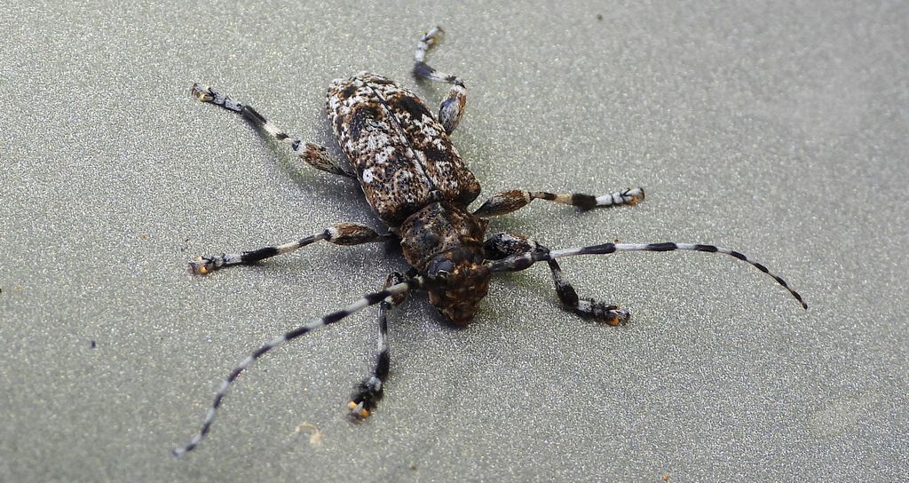 Rogatek ciemny (Aegomorphus obscurior)