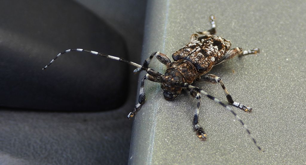 Rogatek ciemny (Aegomorphus obscurior)