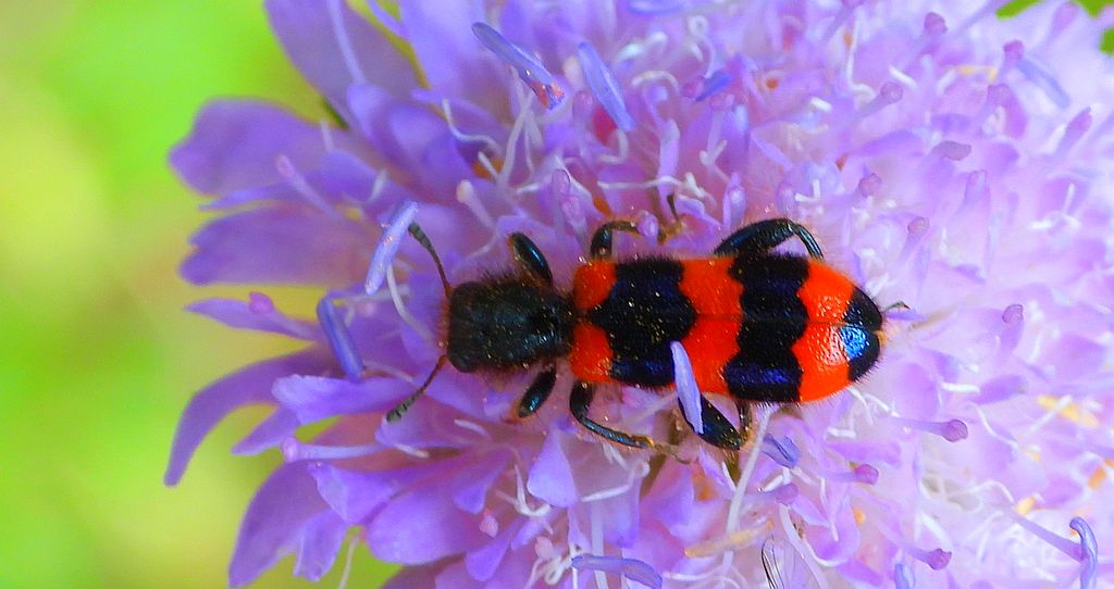 Barciel pszczołowiec (Trichodes apiarius)