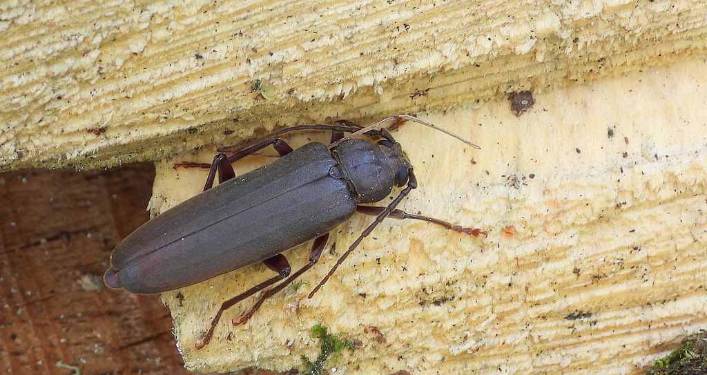 Wykarczak sosnowy (Arhopalus rusticus)
