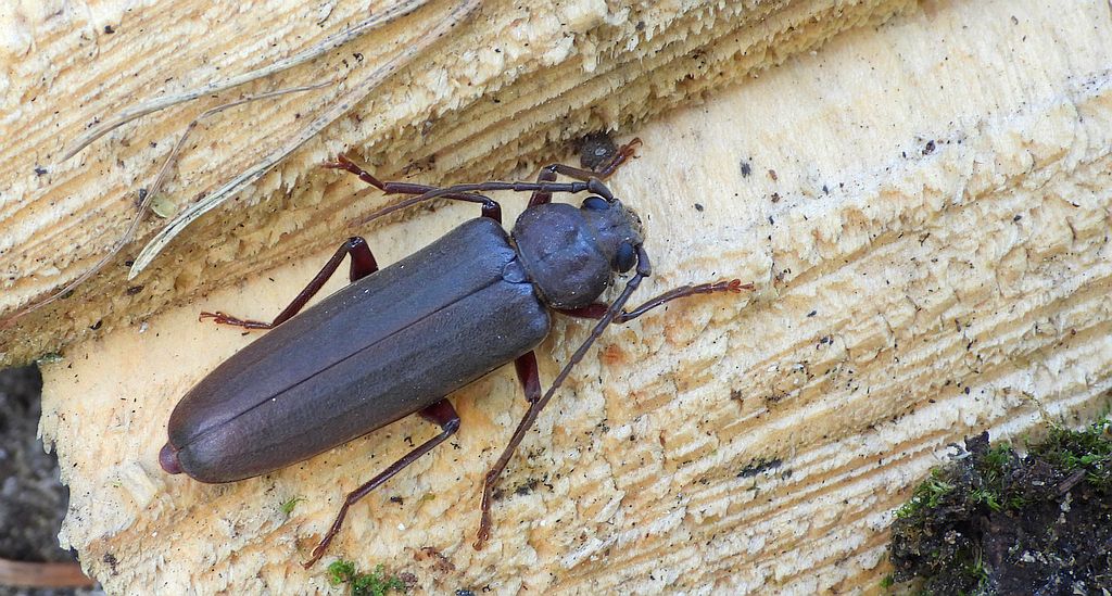 Wykarczak sosnowy (Arhopalus rusticus)