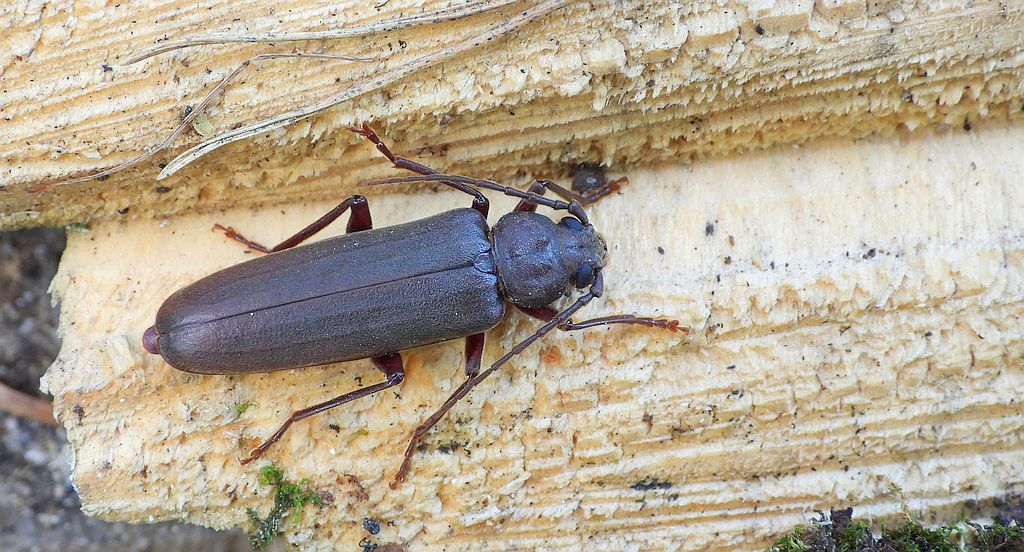 Wykarczak sosnowy (Arhopalus rusticus)