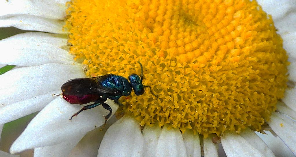 Złotolitka ognista (Chrysis ignita)