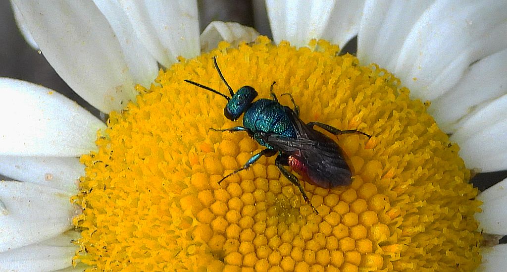 Złotolitka ognista (Chrysis ignita)