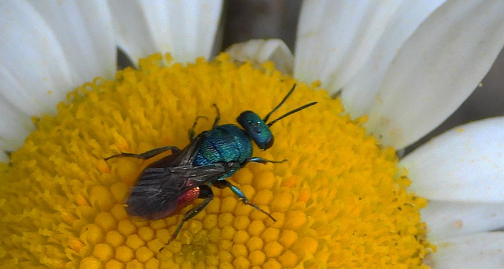 Złotolitka ognista (Chrysis ignita)