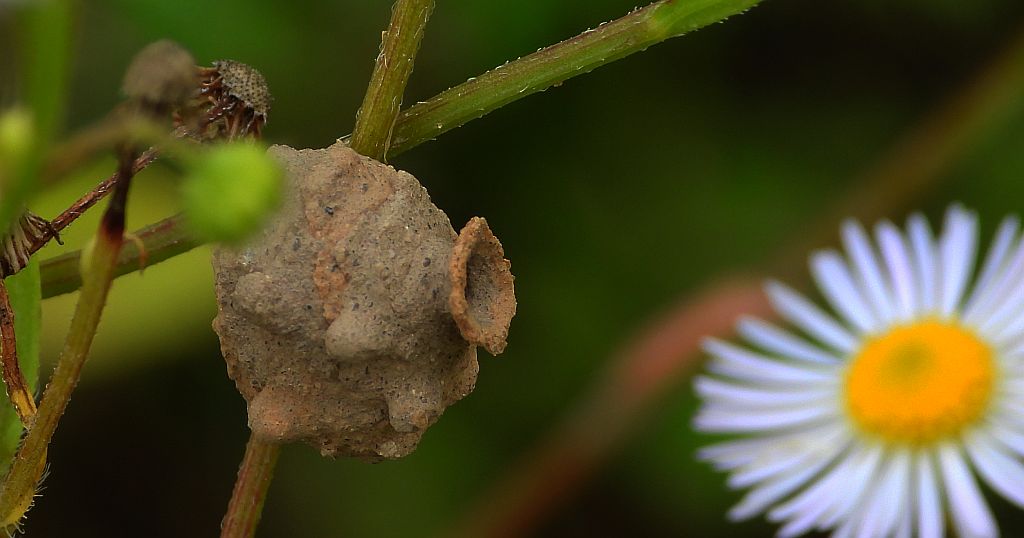 Kopułka - Eumenes sp.